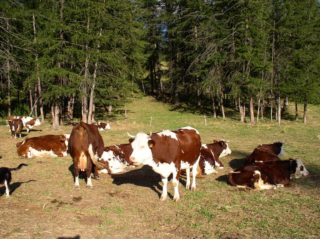 Agriturismo Barba Gust Cesana Torinese Eksteriør bilde