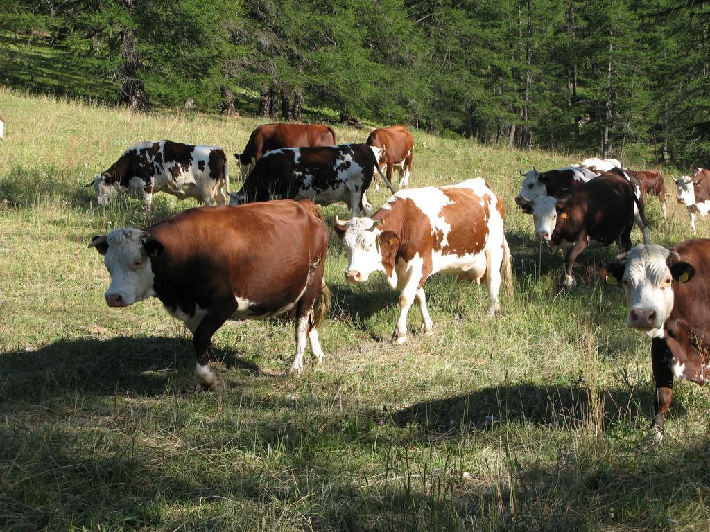 Agriturismo Barba Gust Cesana Torinese Eksteriør bilde